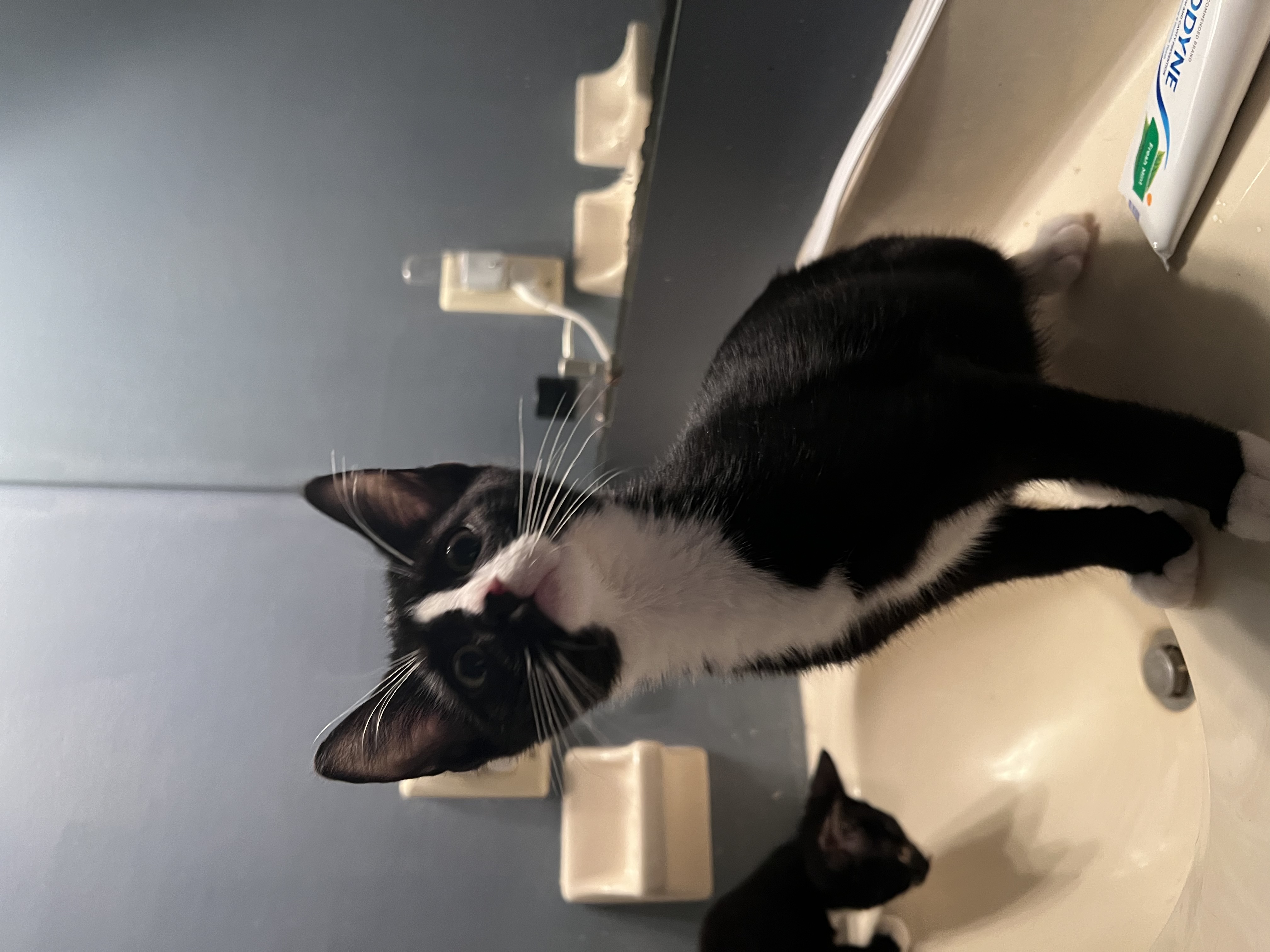 Camry, Young Female Domestic Short Hair