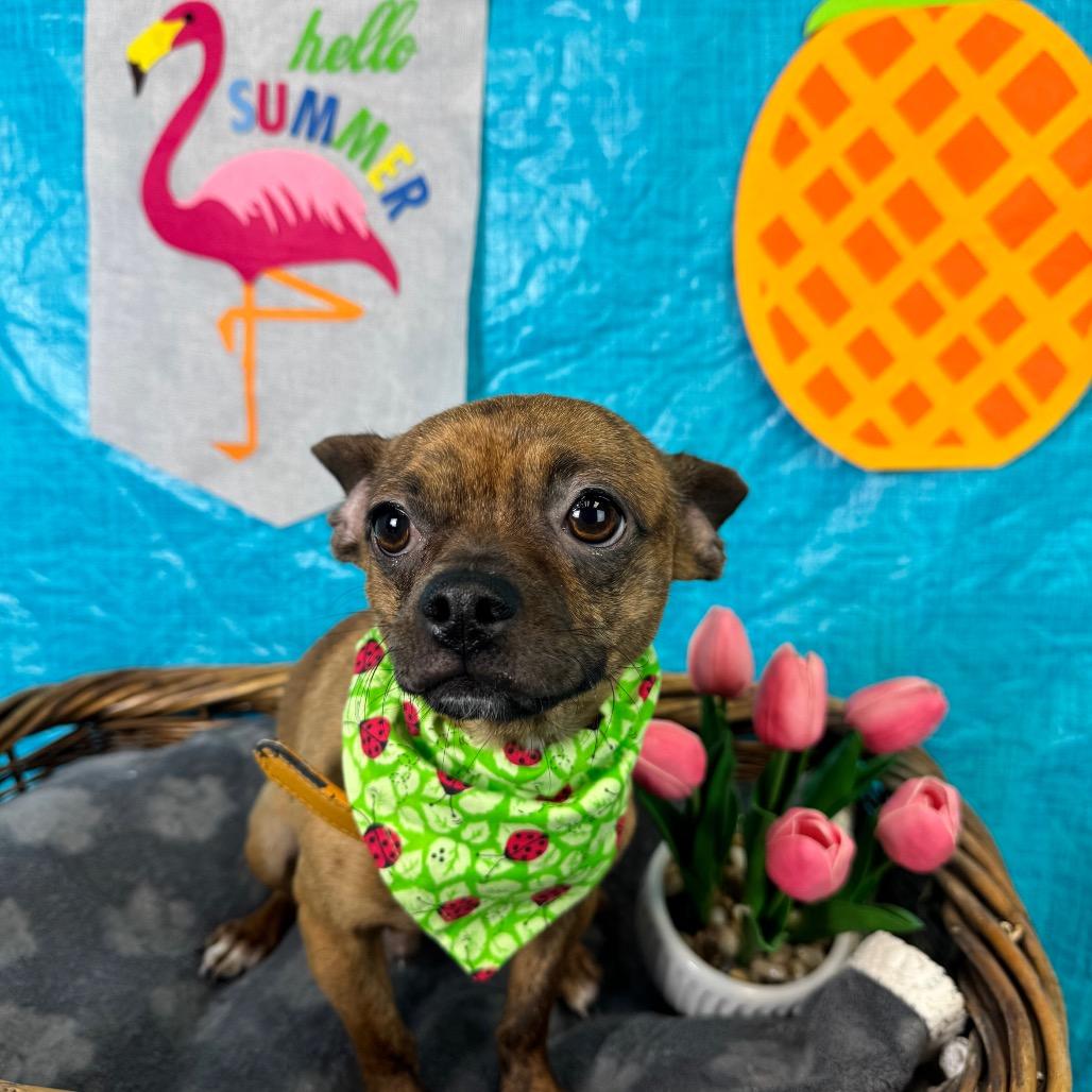 Enlarge Andre, a Adoptable Chihuahua in Fresno, CA image 1/6