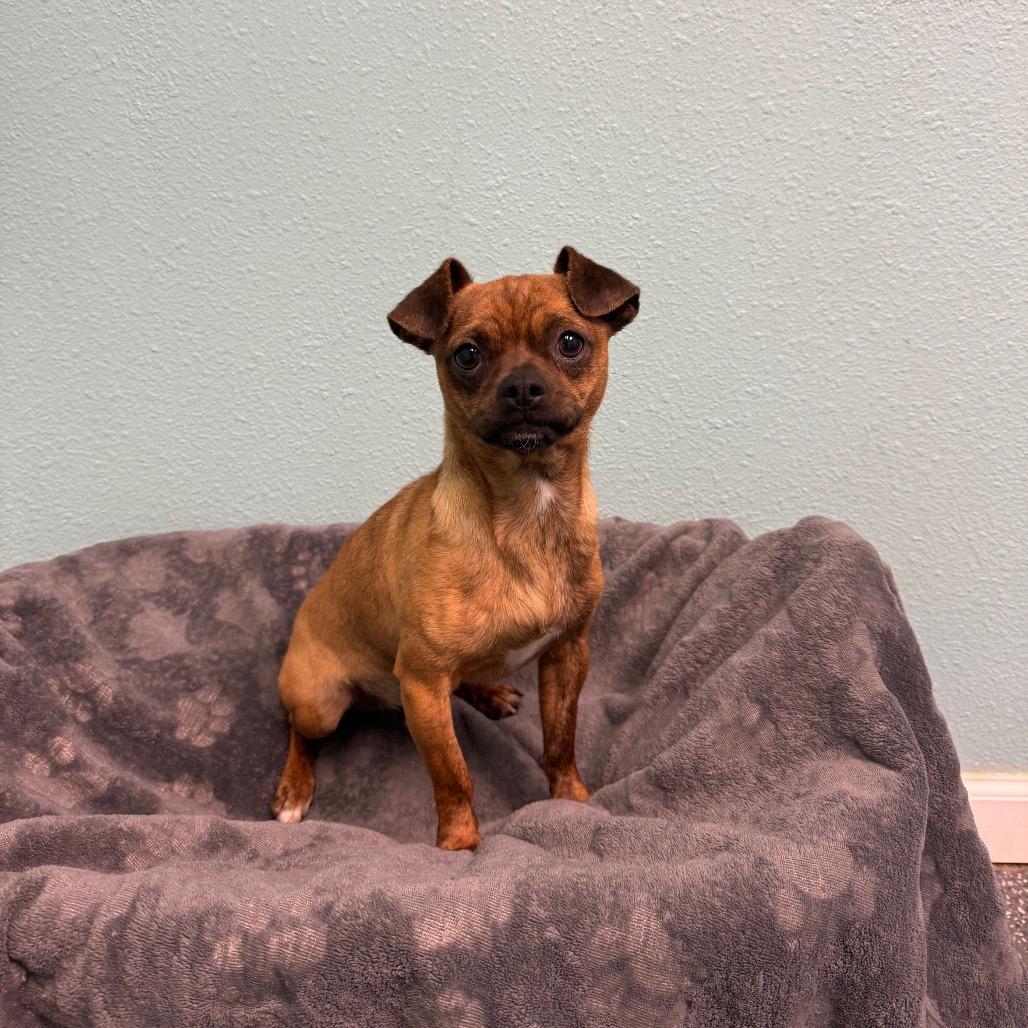 Enlarge Andre, a Adoptable Chihuahua in Fresno, CA image 2/6