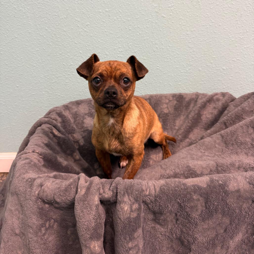 Enlarge Andre, a Adoptable Chihuahua in Fresno, CA image 3/6