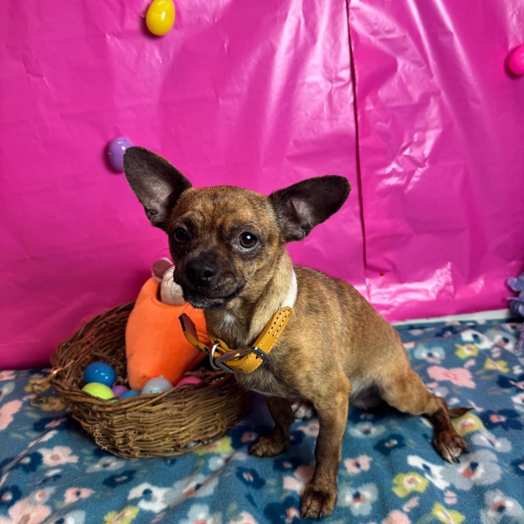Enlarge Andre, a Adoptable Chihuahua in Fresno, CA image 4/6
