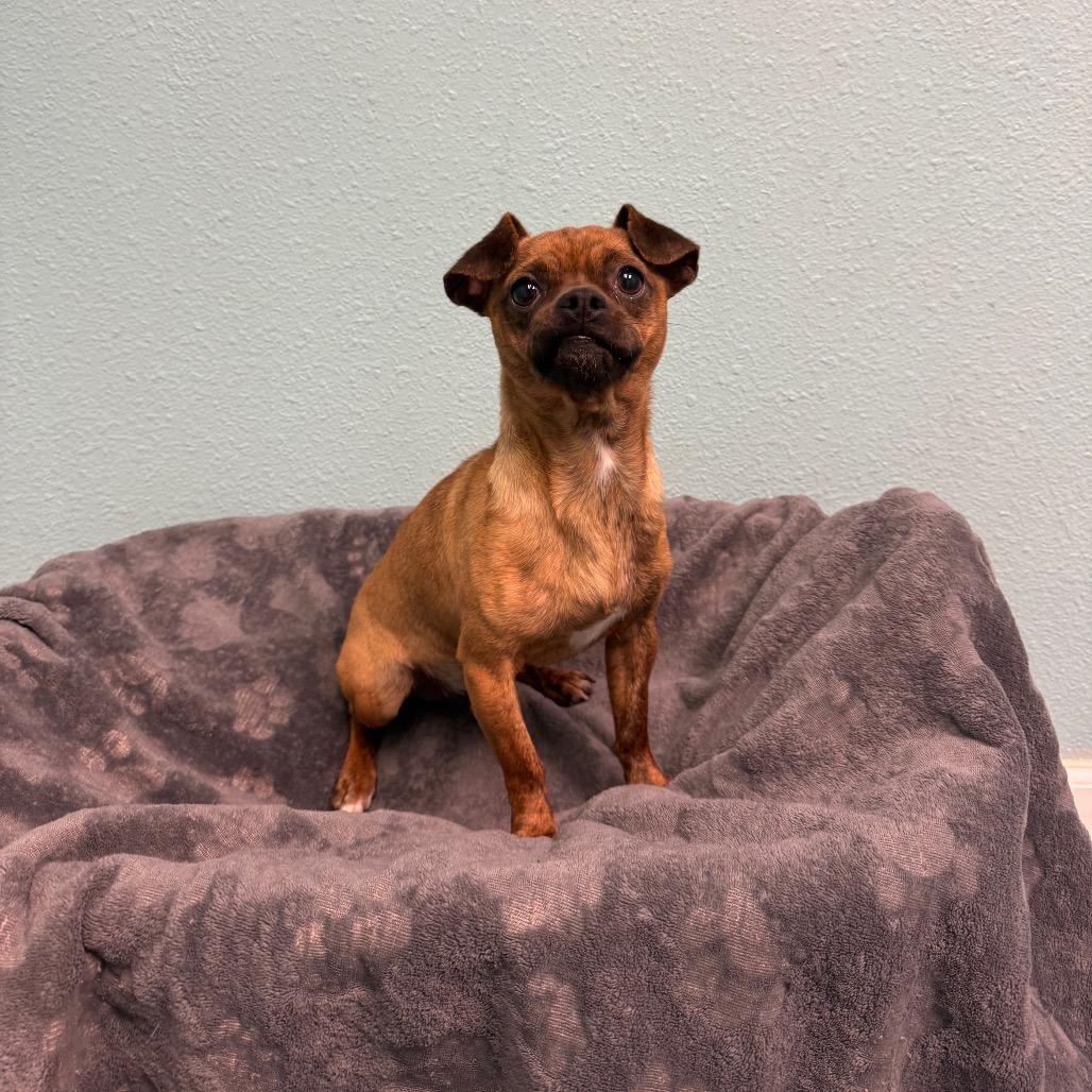 Enlarge Andre, a Adoptable Chihuahua in Fresno, CA image 5/6