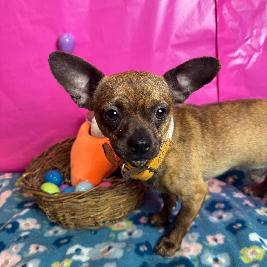 Enlarge Andre, a Adoptable Chihuahua in Fresno, CA image 6/6
