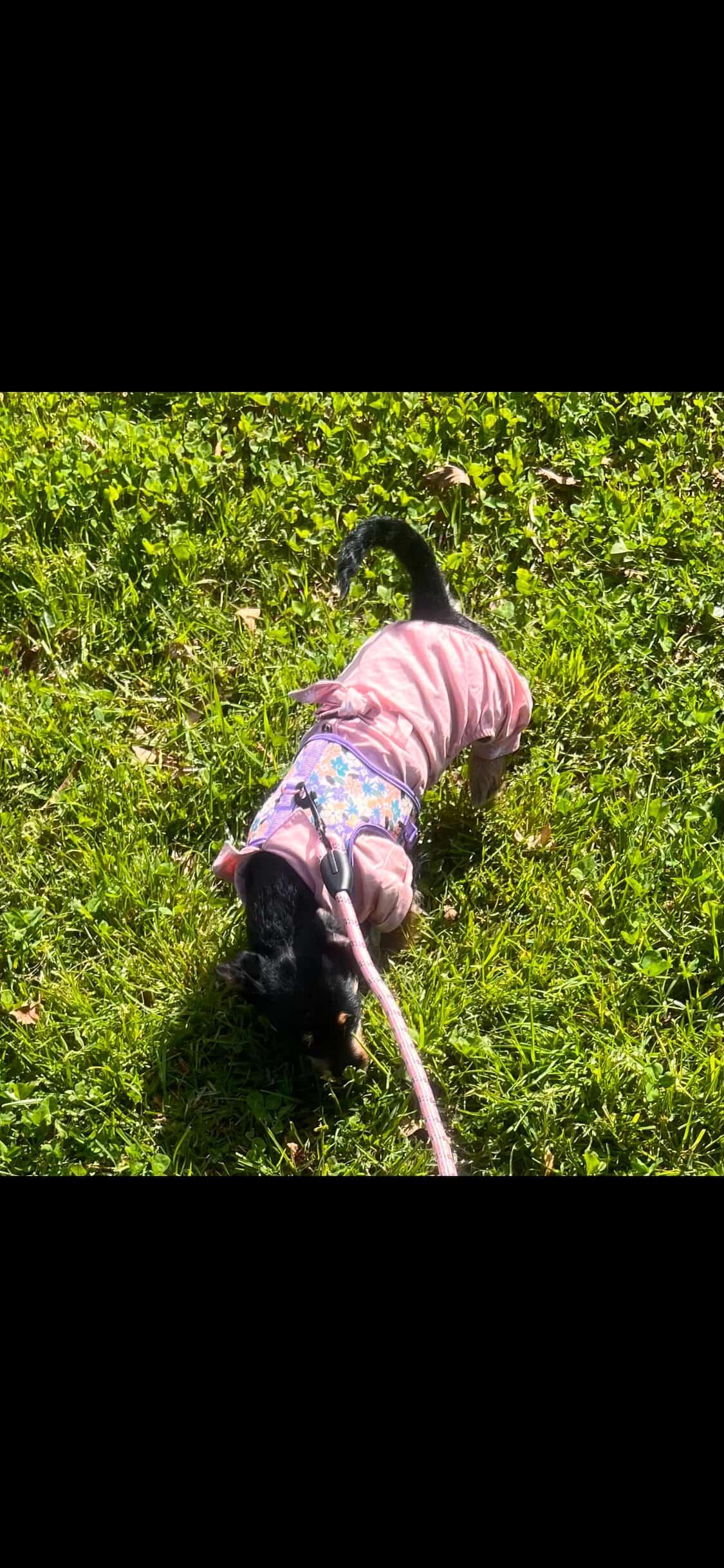 Enlarge Nala, a ADOPTABLE mixed breed in rowland heights, CA image 4/5