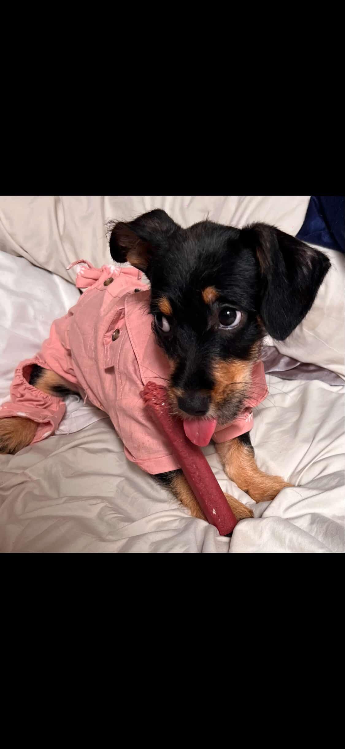 Enlarge Nala, a ADOPTABLE mixed breed in rowland heights, CA image 2/5