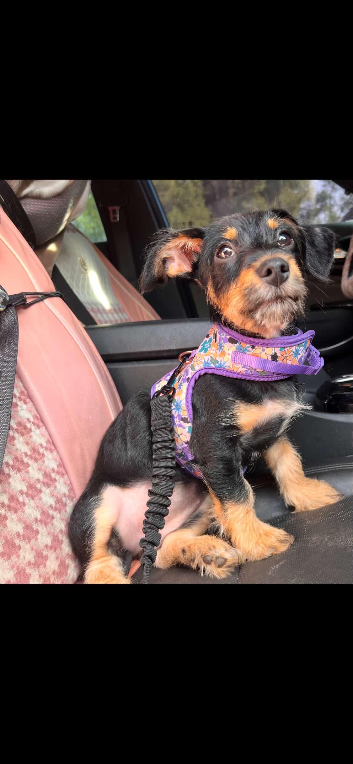 Nala, ADOPTABLE, Young Female Miniature Poodle & Chihuahua.