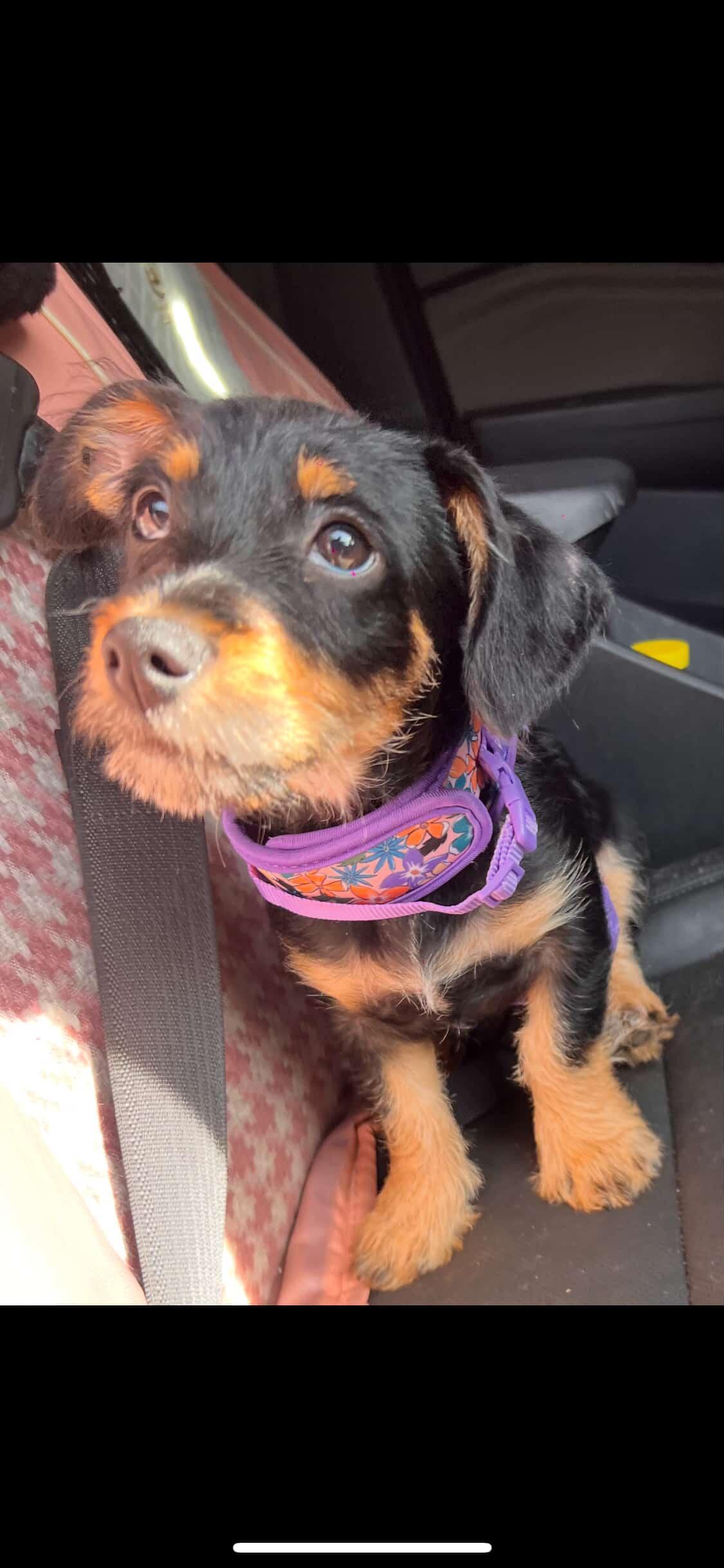 Enlarge Nala, a ADOPTABLE mixed breed in rowland heights, CA image 3/5