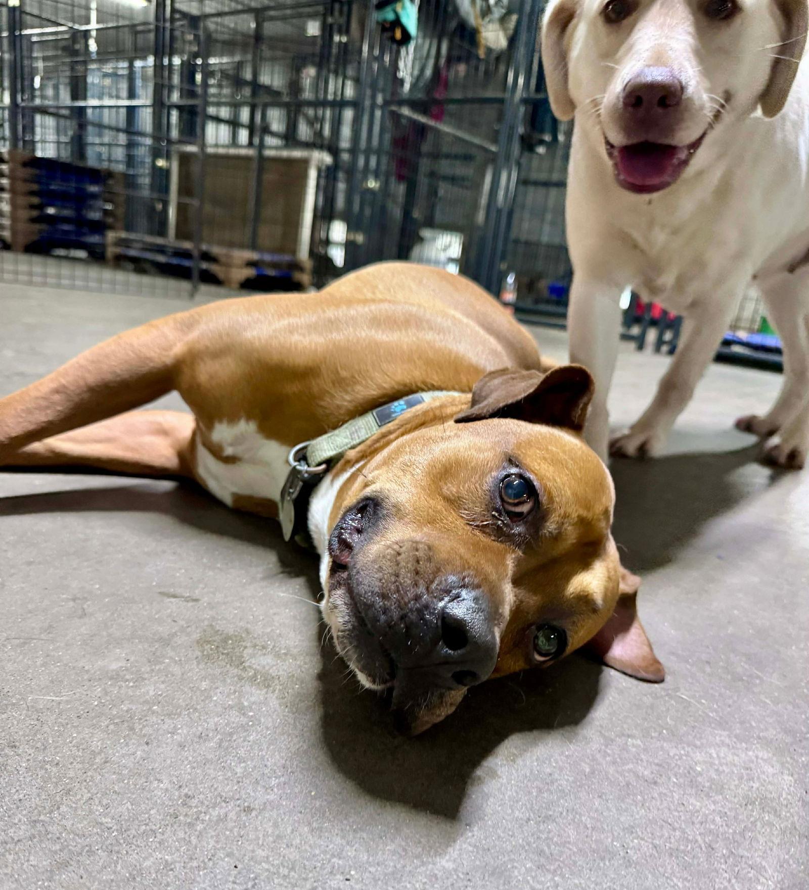 Enlarge Bartholomew Cubbins, a Adoptable Boxer in Germantown, OH image 1/3