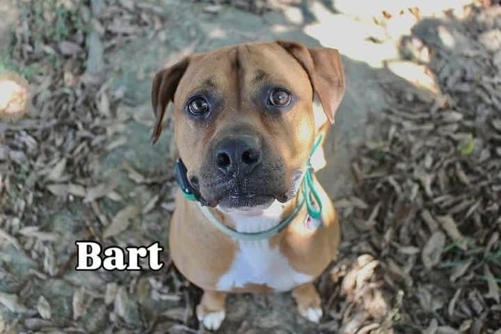 Bartholomew Cubbins thumbnail 3