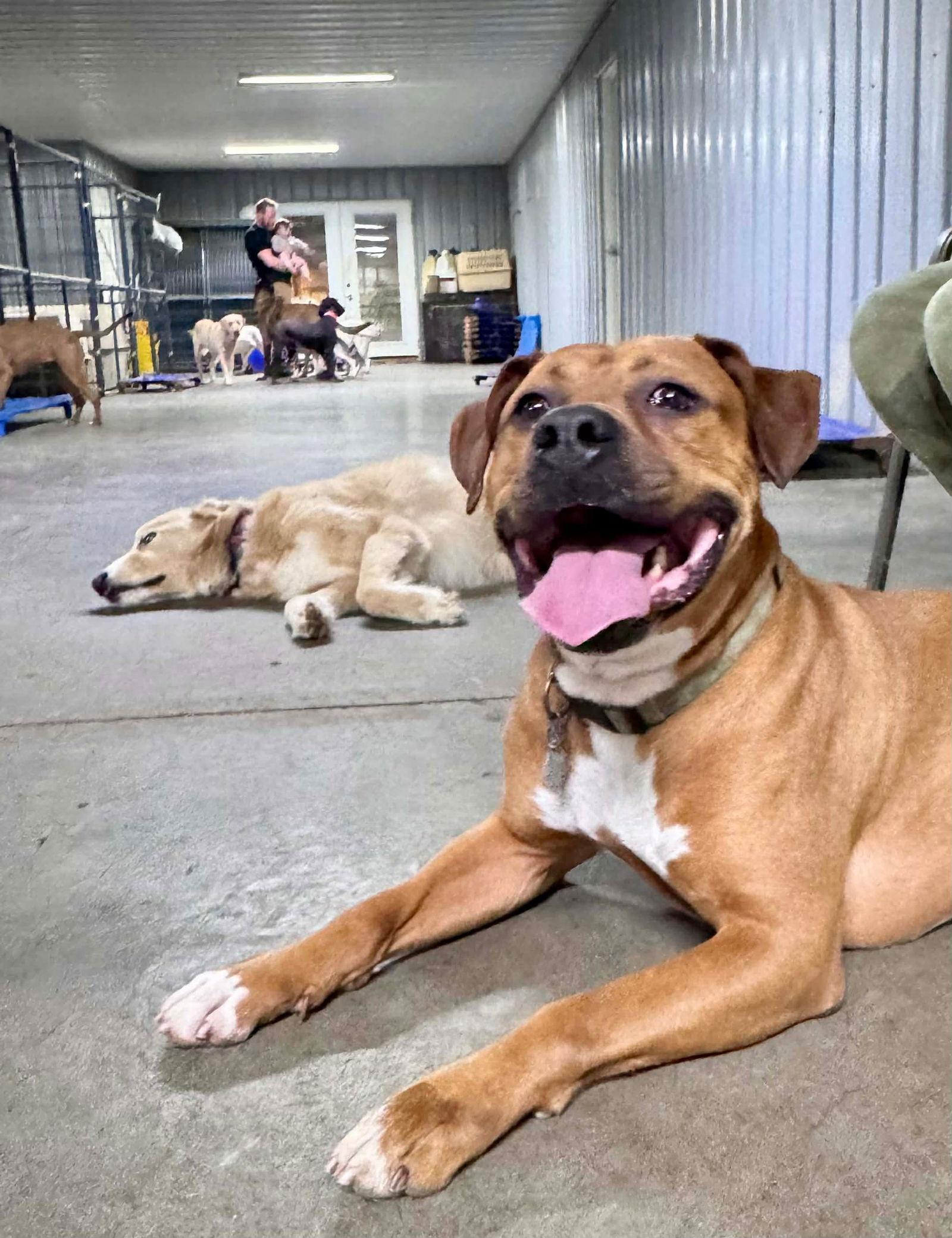 Enlarge Bartholomew Cubbins, a Adoptable Boxer in Germantown, OH image 2/3
