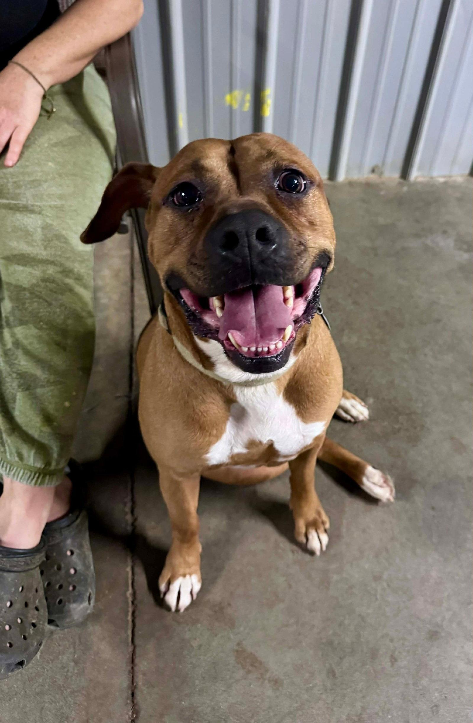 Enlarge Bartholomew Cubbins, a Adoptable Boxer in Germantown, OH image 3/3