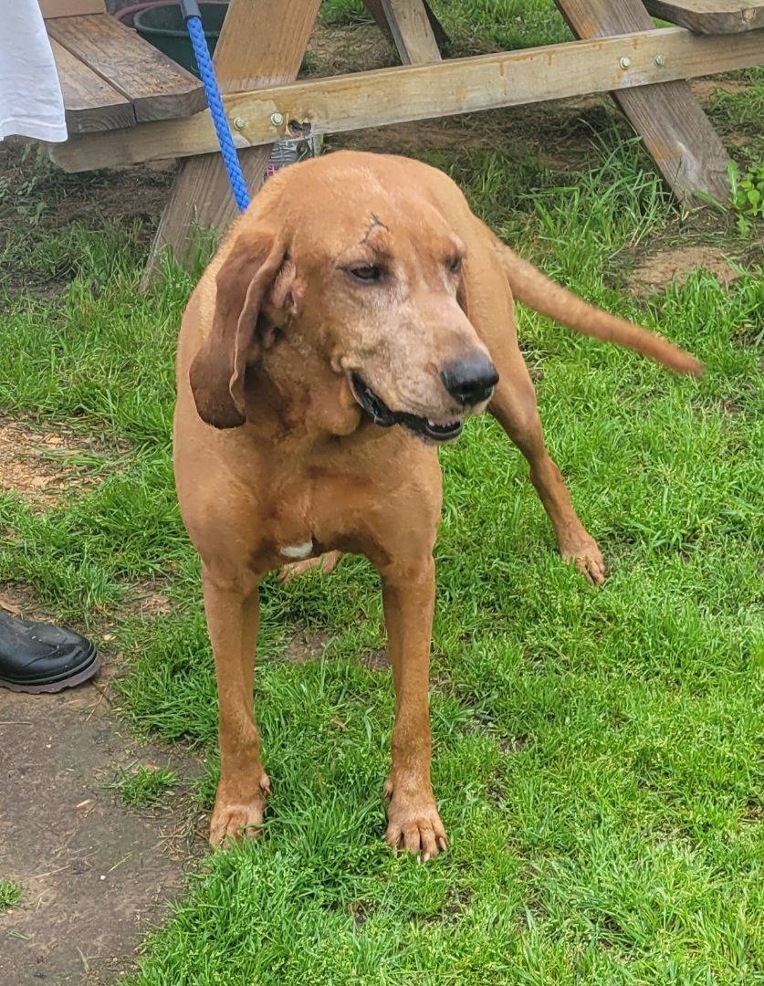 Jeffrey, a Adoptable Redbone Coonhound in Seguin, TX image 3/5