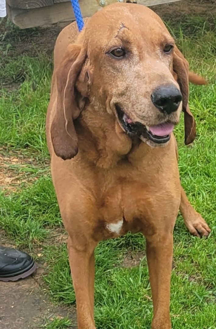 Jeffrey, a Adoptable Redbone Coonhound in Seguin, TX image 4/5