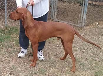 Jeffrey, Adoptable, Adult Male Redbone Coonhound.
