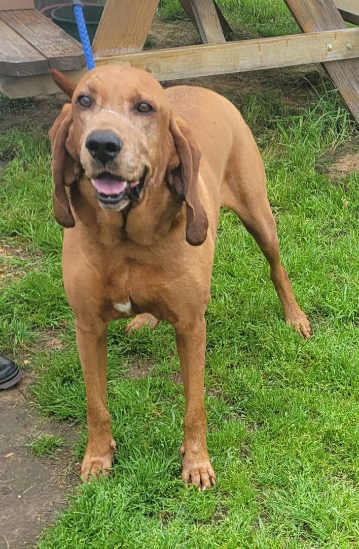 Jeffrey, a Adoptable Redbone Coonhound in Seguin, TX image 5/5