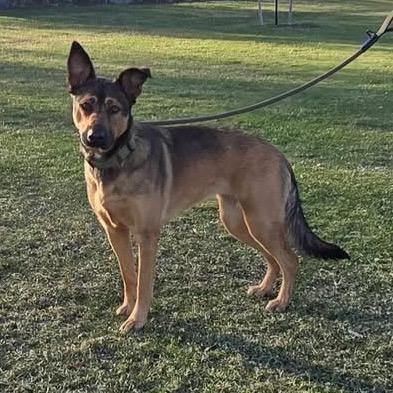 Coco, Adoptable, Young Female German Shepherd Dog & Mixed Breed.