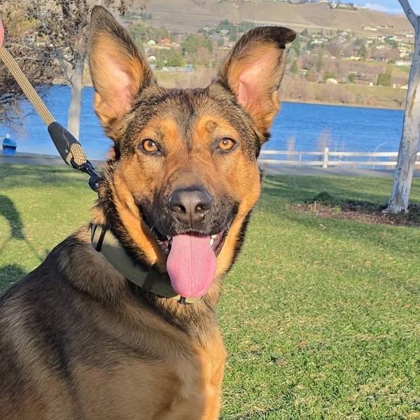 Enlarge Coco, a Adoptable mixed breed in Cashmere, WA image 2/3