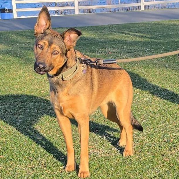 Enlarge Coco, a Adoptable mixed breed in Cashmere, WA image 3/3