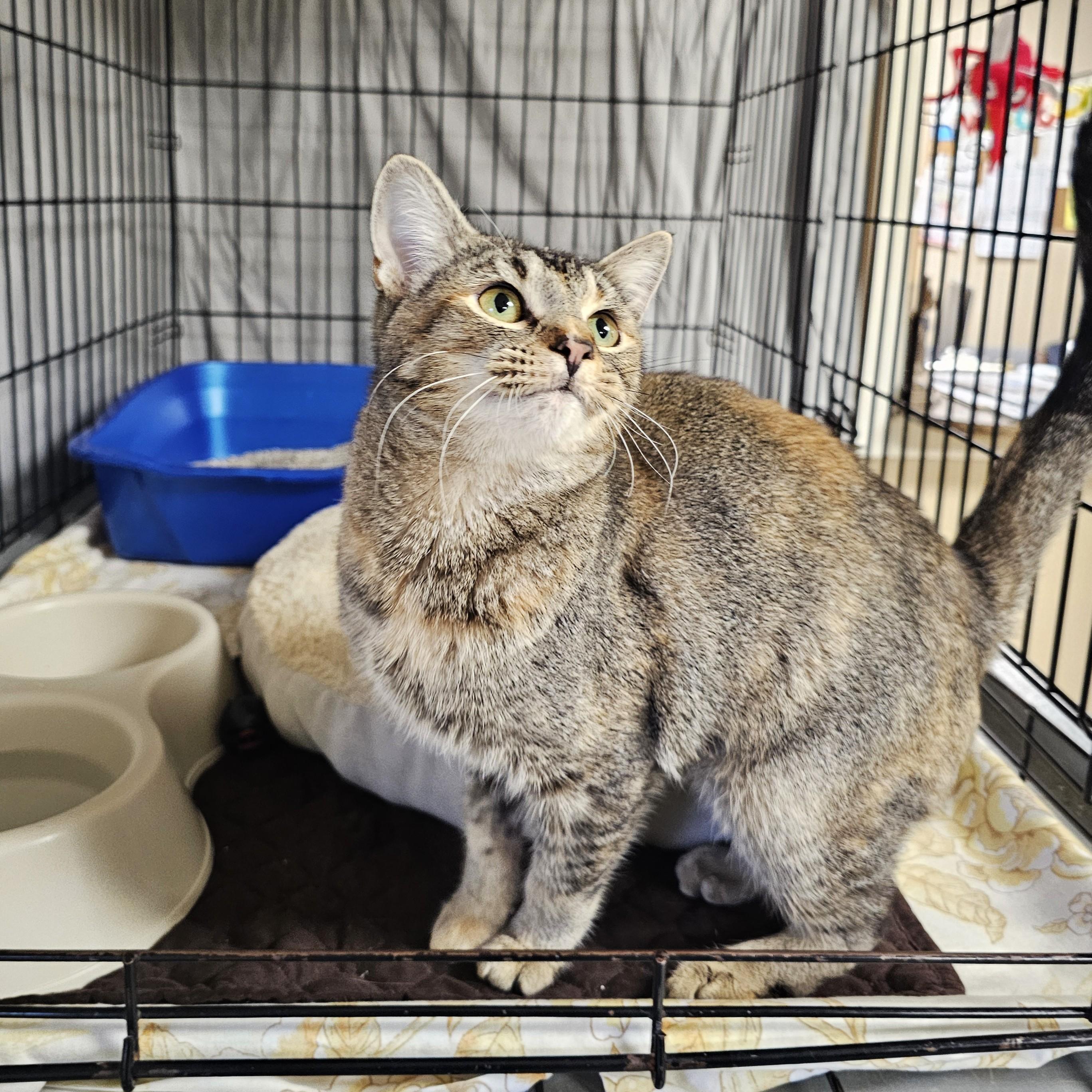 Enlarge Mildred, a ADOPTABLE mixed breed in Searcy, AR image 3/4