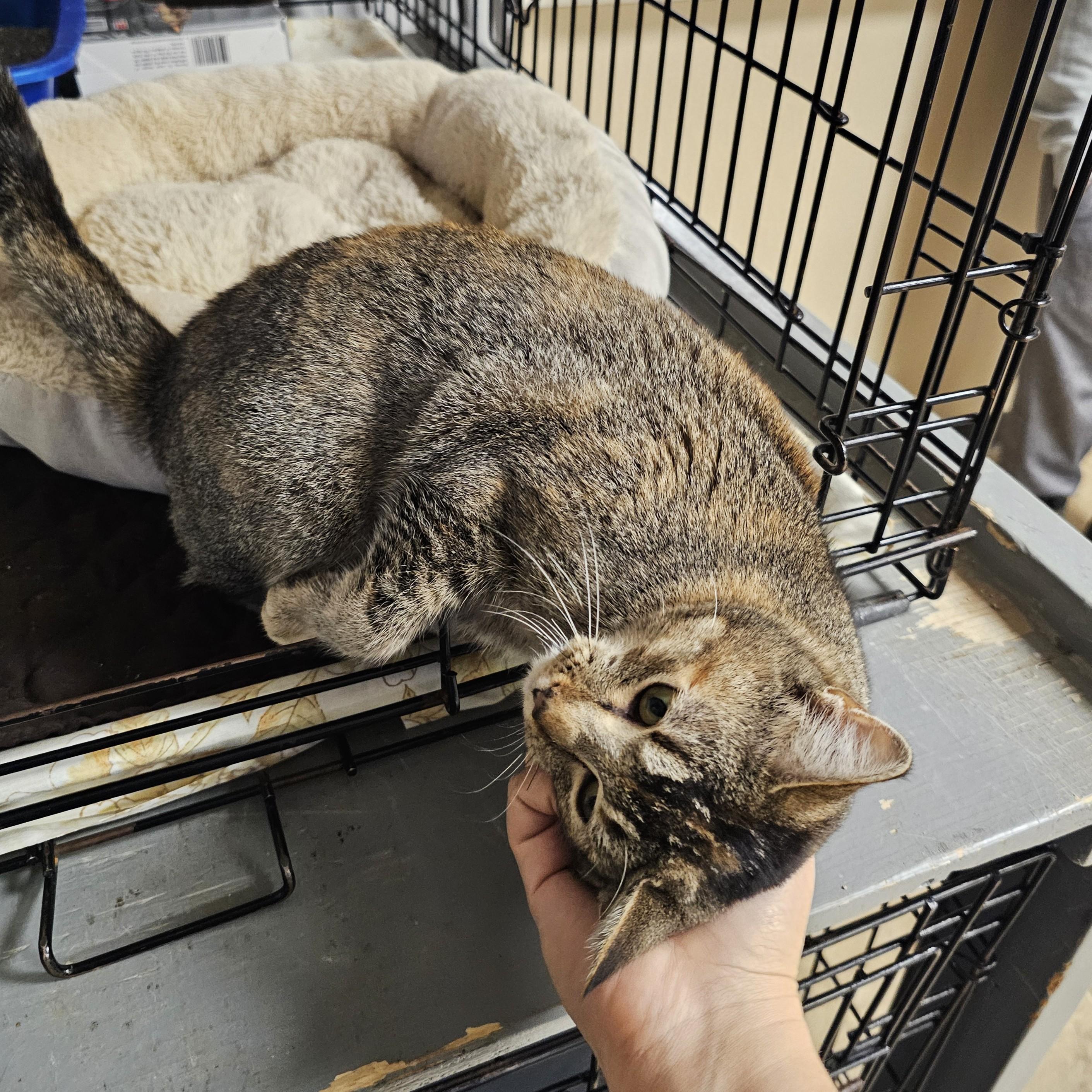 Enlarge Mildred, a ADOPTABLE mixed breed in Searcy, AR image 2/4