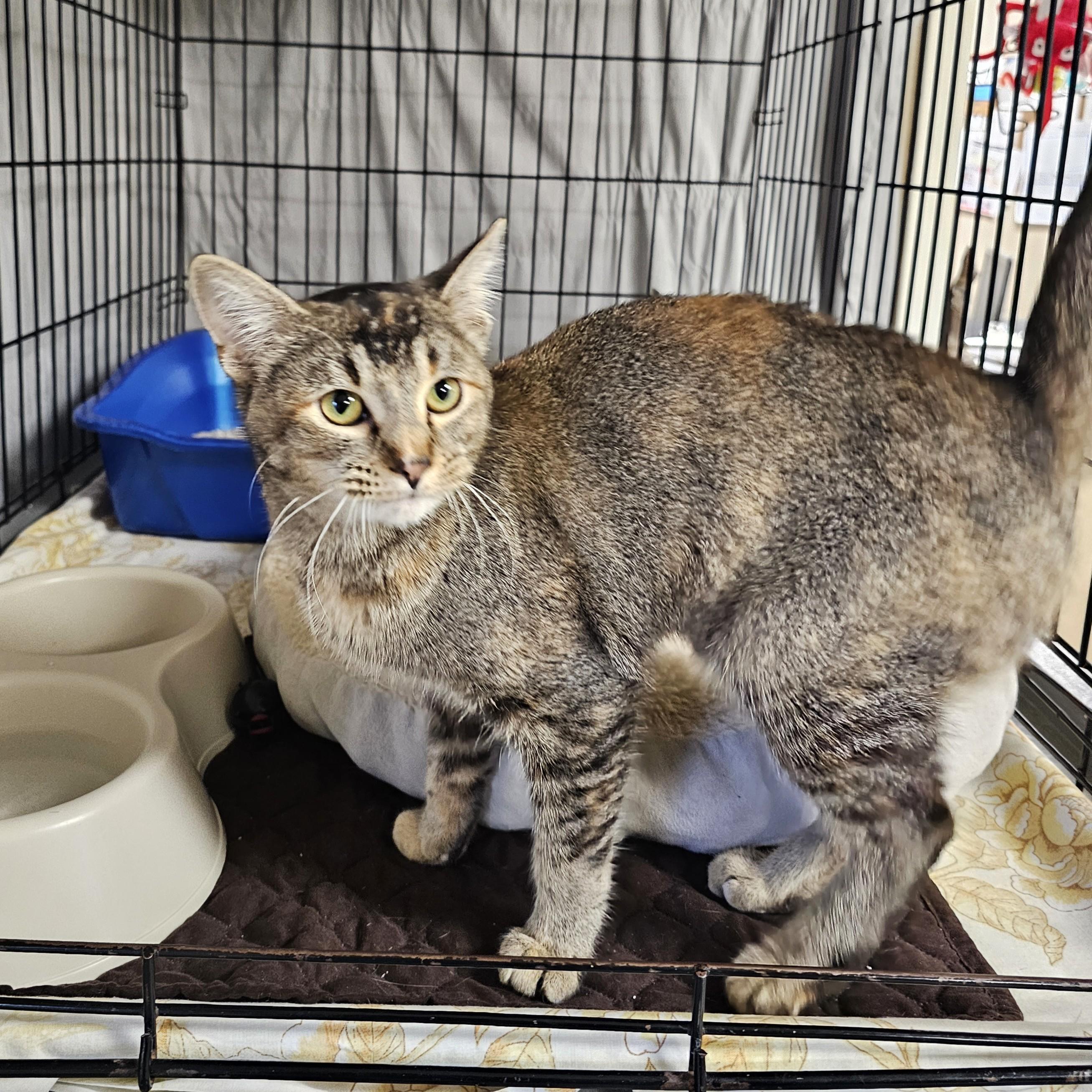 Enlarge Mildred, a ADOPTABLE mixed breed in Searcy, AR image 4/4