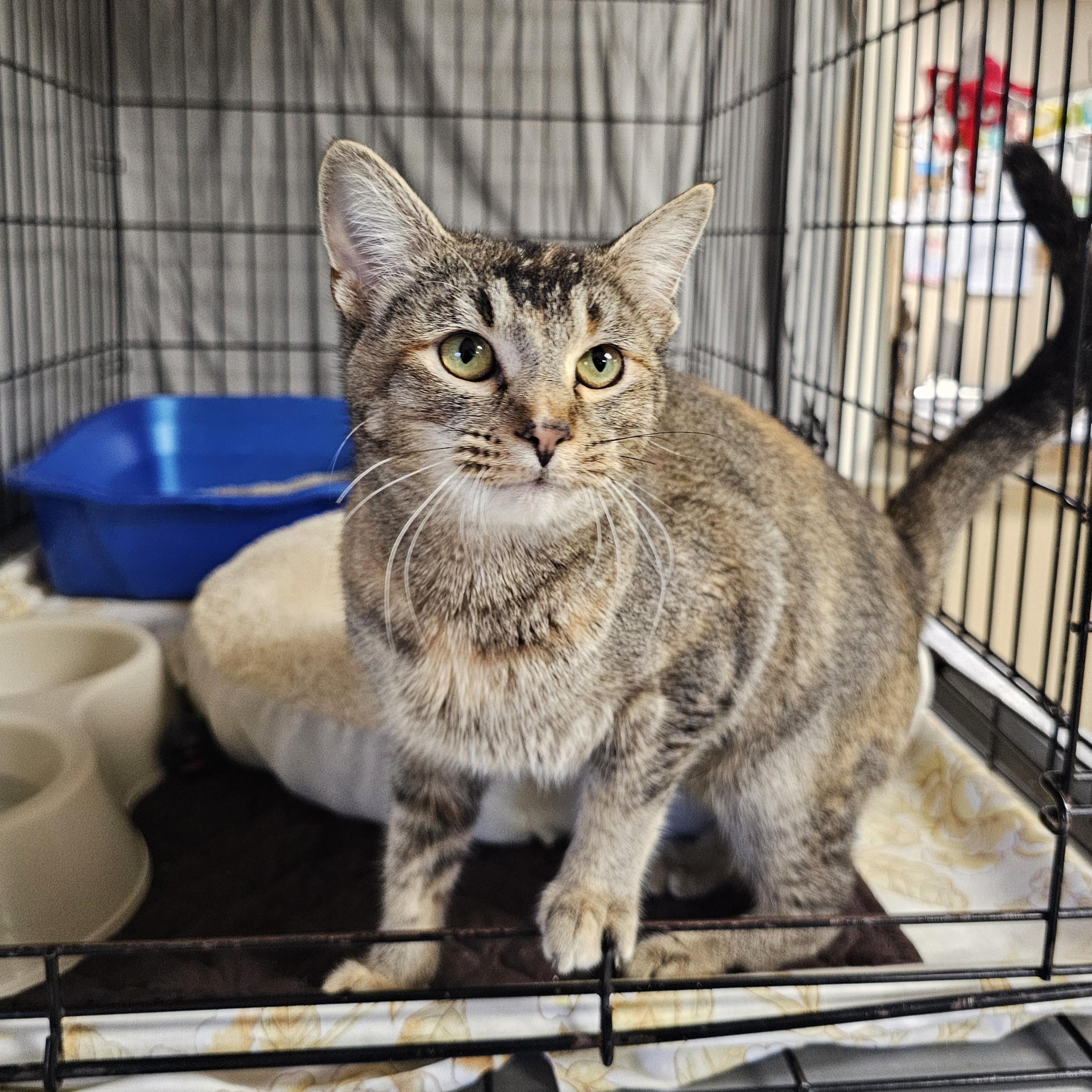 Enlarge Mildred, a ADOPTABLE mixed breed in Searcy, AR image 1/4