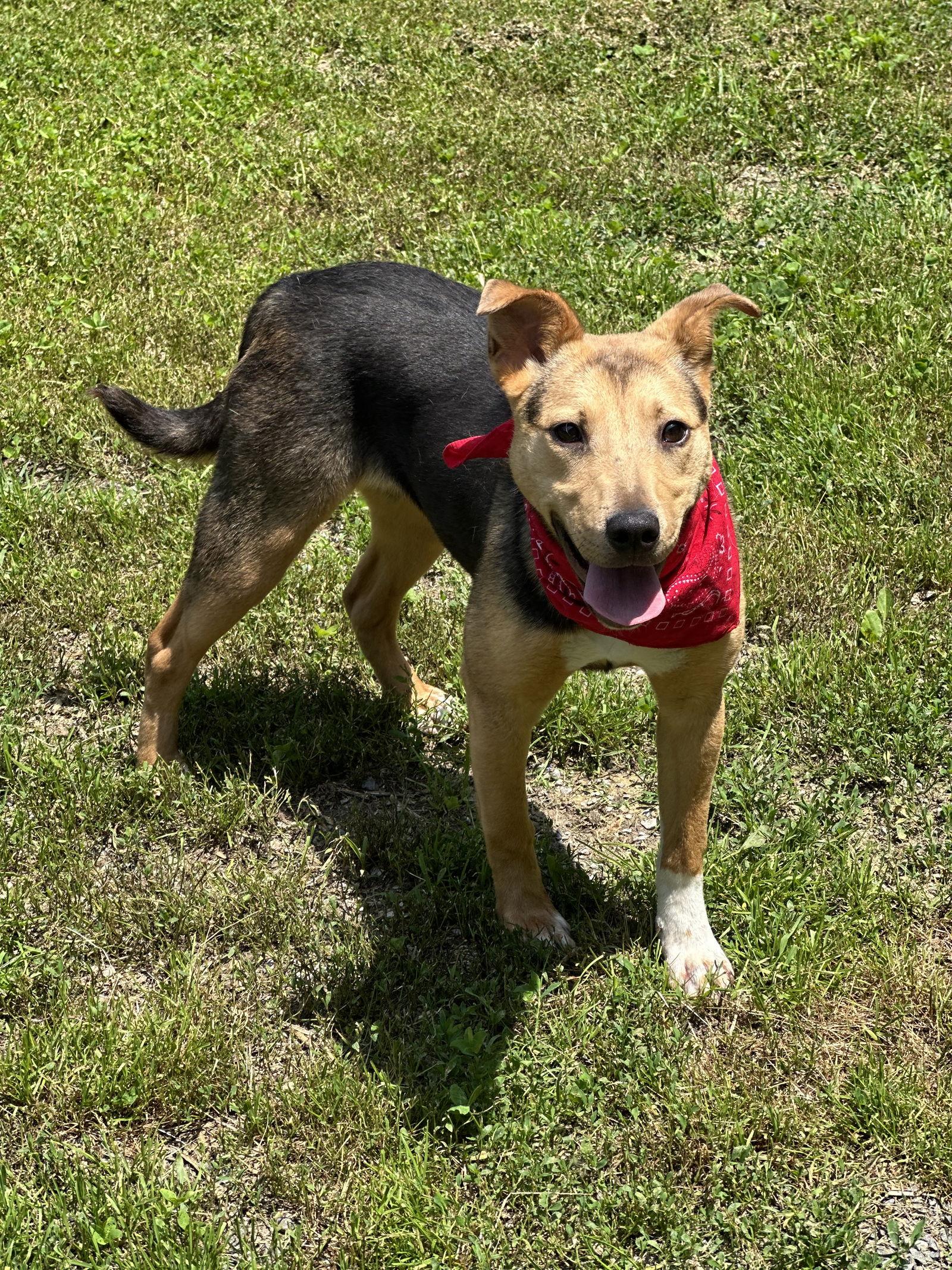 Enlarge Amber, a Adoptable Mixed Breed in Covington, VA image 1/1
