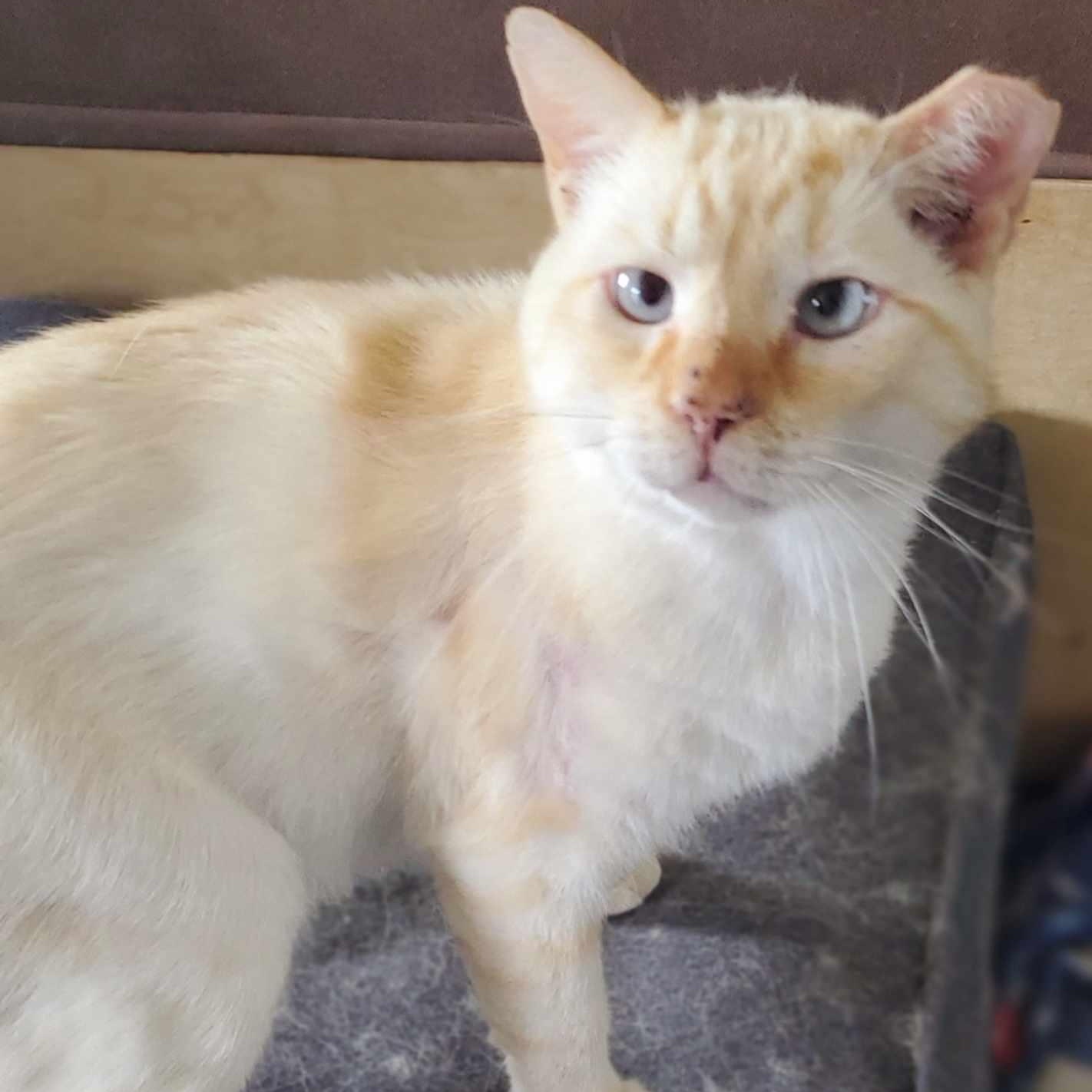 Enlarge Duncan, a Adopted Siamese in Johnson City, TN image 1/2