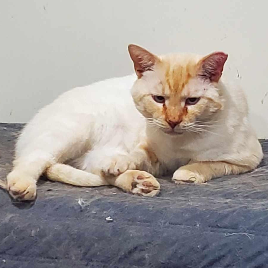 Enlarge Duncan, a Adopted Siamese in Johnson City, TN image 2/2