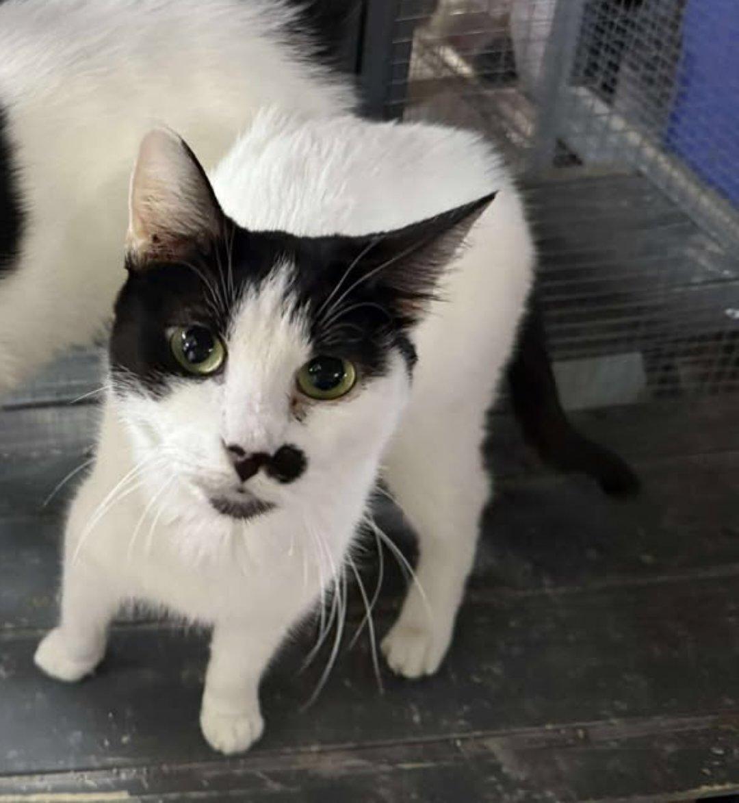 Enlarge Appa, a Adoptable Domestic Short Hair in St. Ann, MO image 1/1