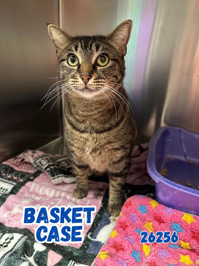 Basket Case, Adoptable, Adult Male Domestic Short Hair.