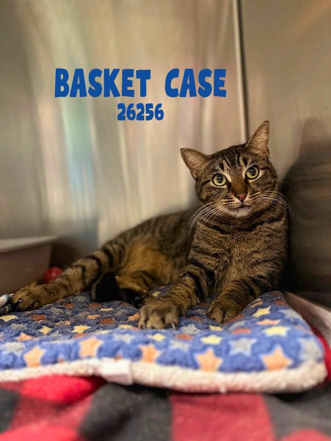 Enlarge Basket Case, a Adoptable mixed breed in Oak Ridge, TN image 4/4