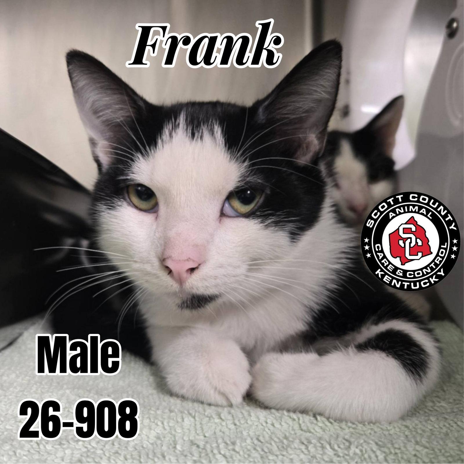 Enlarge Frank, a Adoptable Domestic Short Hair in Georgetown, KY image 1/1