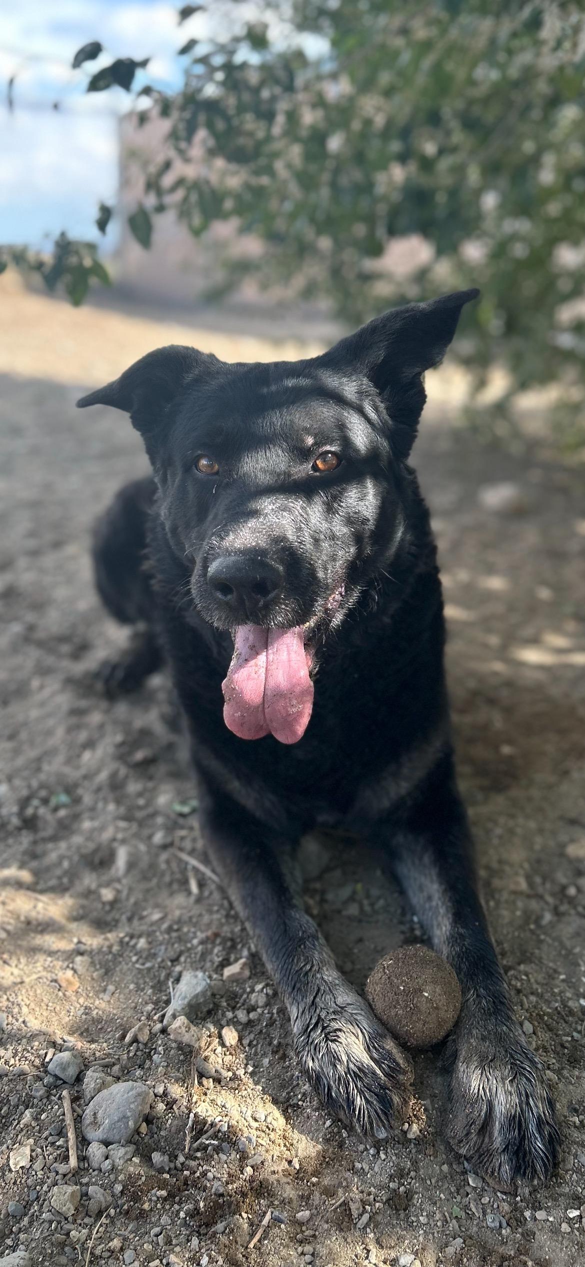 Bones, Adoptable, Senior Male German Shepherd Dog.