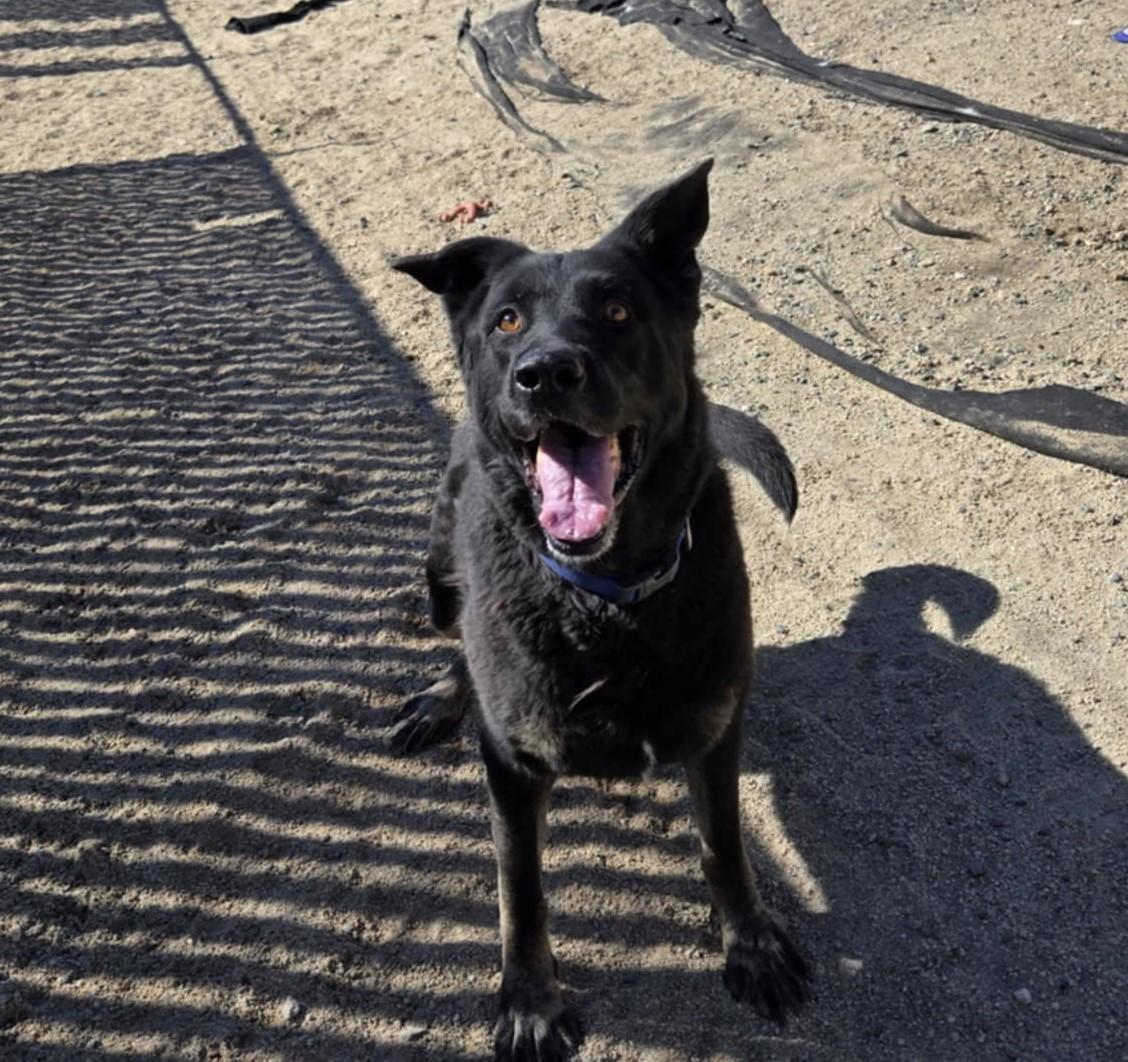 Bones, Adoptable, Senior Male German Shepherd Dog.