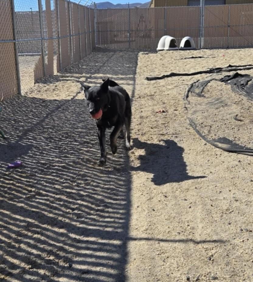 Bones, Adoptable, Senior Male German Shepherd Dog.