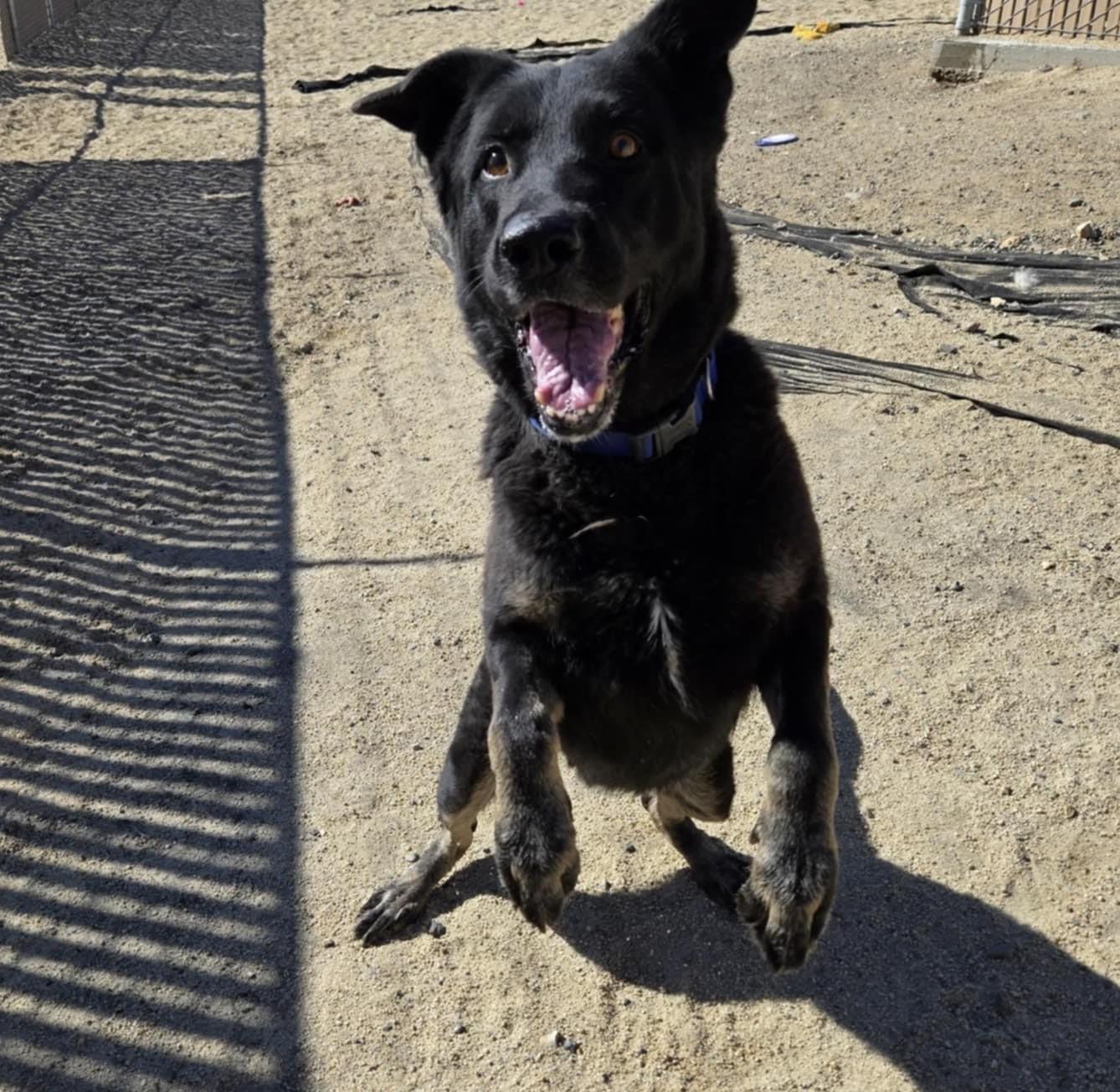 Enlarge Bones, a Adoptable mixed breed in Silver Springs, NV image 5/6