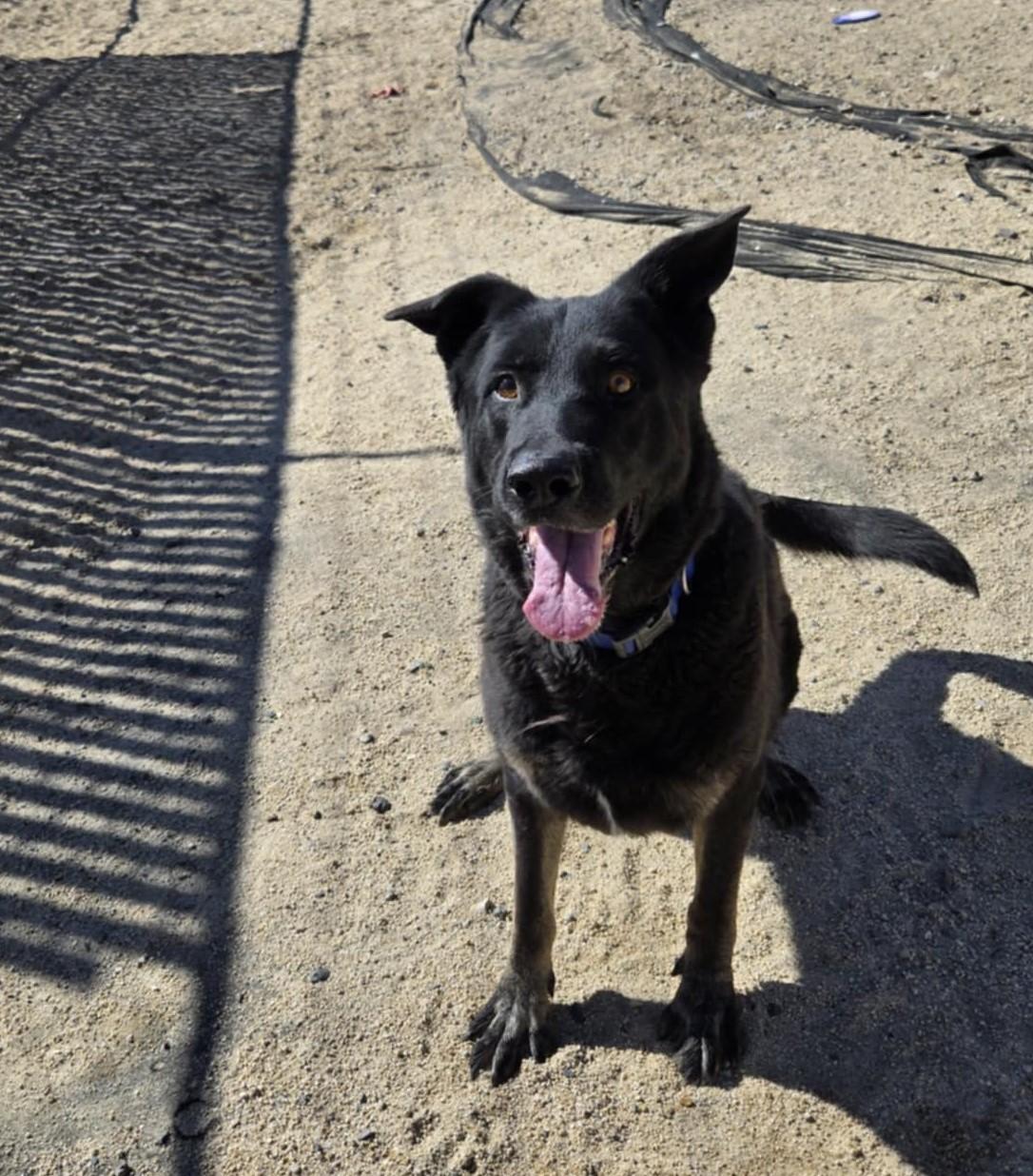 Enlarge Bones, a Adoptable mixed breed in Silver Springs, NV image 6/6