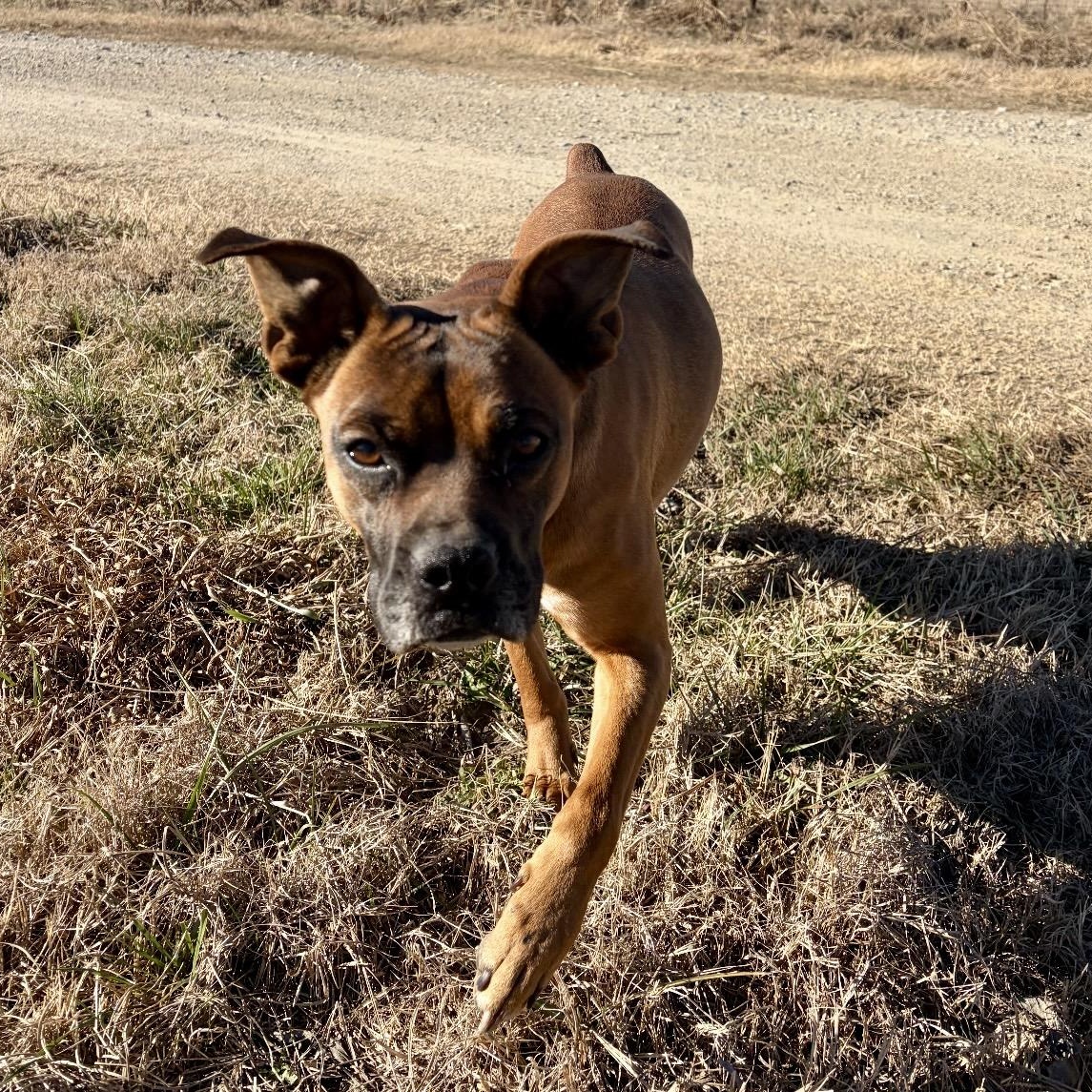 Queen Elizabeth , a ADOPTABLE mixed breed in Pelham, NH image 6/6
