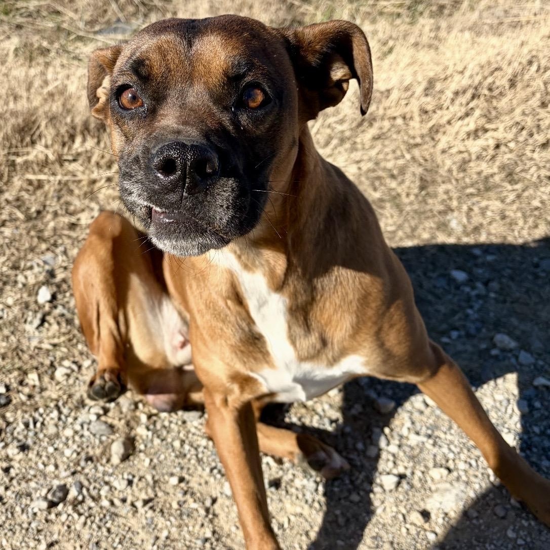 Queen Elizabeth , a ADOPTABLE mixed breed in Pelham, NH image 5/6
