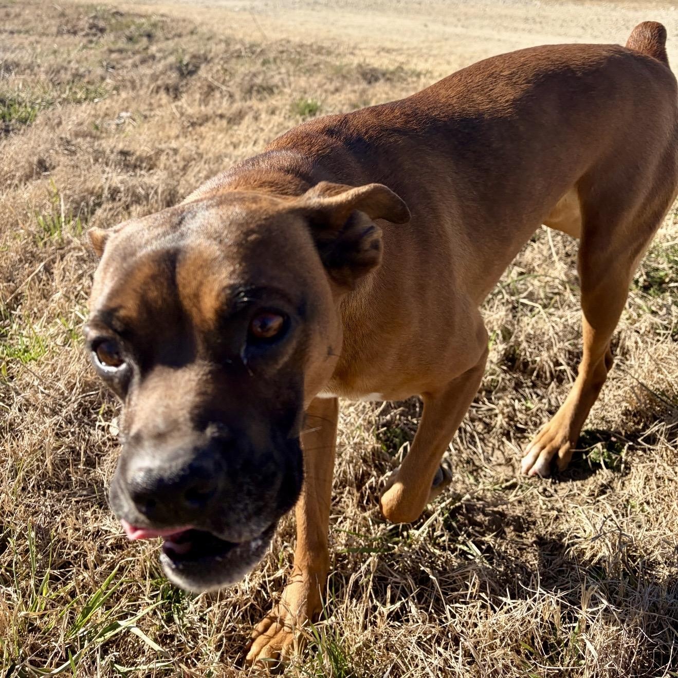 Queen Elizabeth , a ADOPTABLE mixed breed in Pelham, NH image 4/6