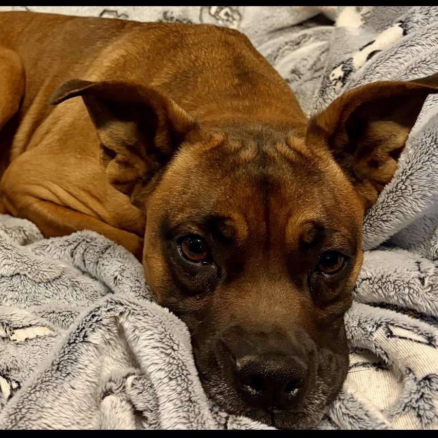 Queen Elizabeth , a ADOPTABLE mixed breed in Pelham, NH image 2/6