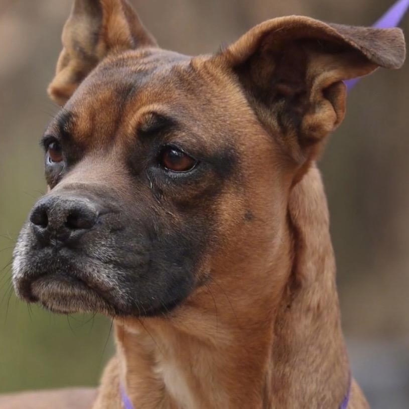 Queen Elizabeth , a ADOPTABLE mixed breed in Pelham, NH image 1/6