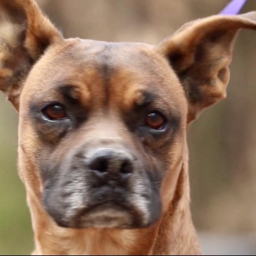 Queen Elizabeth , a ADOPTABLE mixed breed in Pelham, NH image 3/6