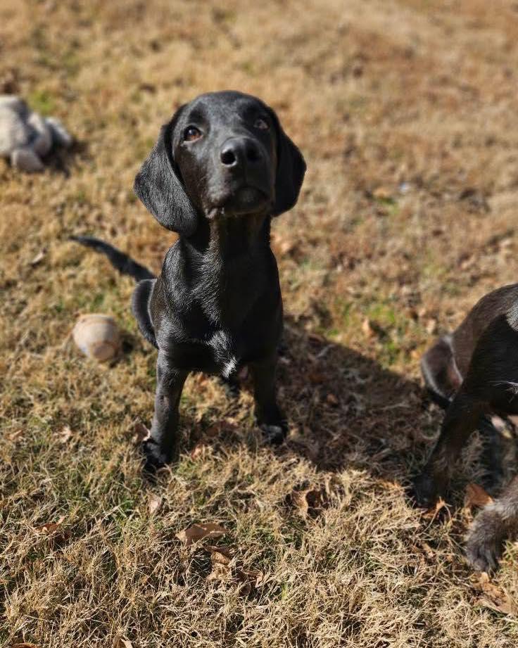 Mr. Bean, Adopted, Puppy Male Labrador Retriever.