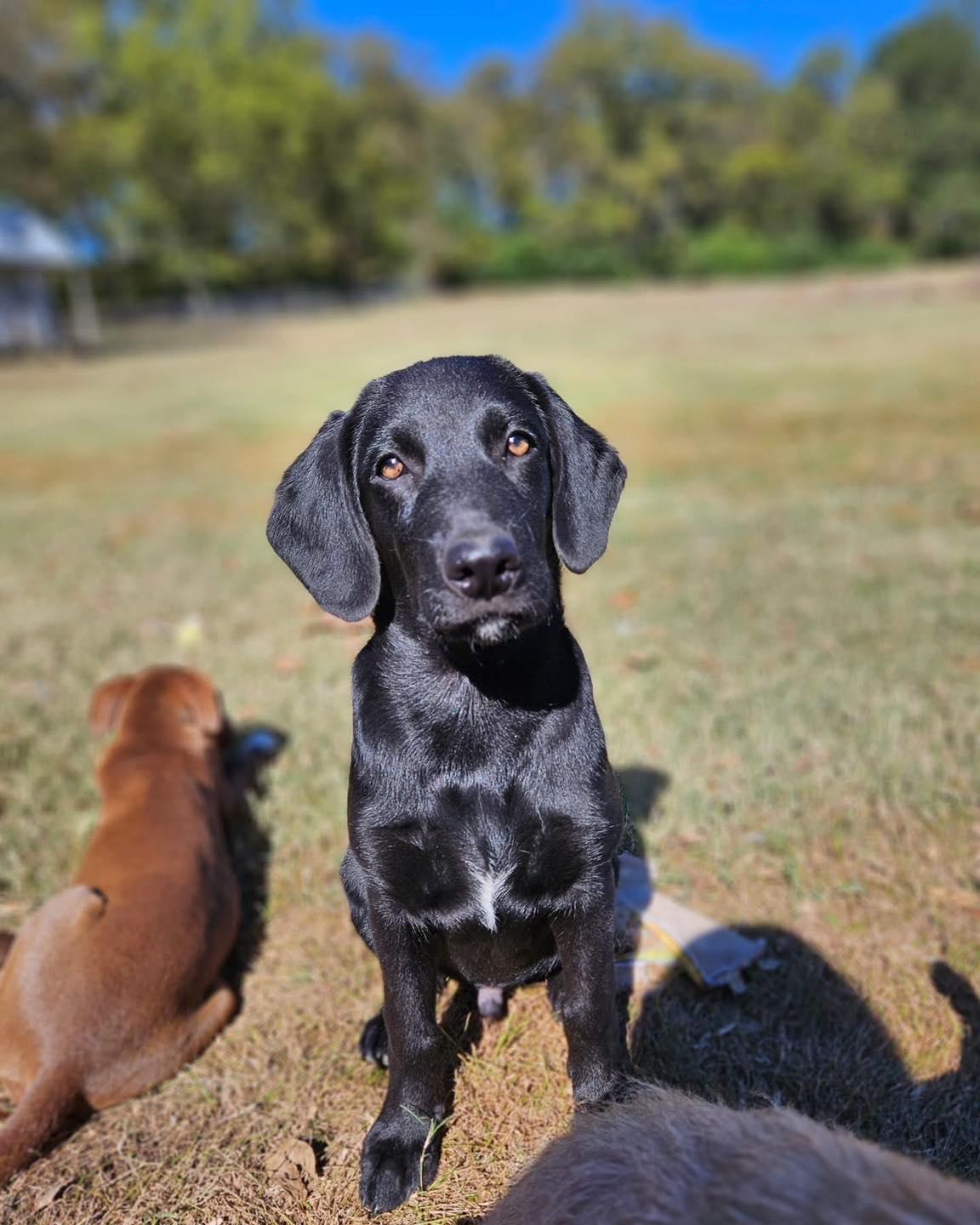 Enlarge Mr. Bean, a Adopted mixed breed in Broken Arrow, OK image 2/6