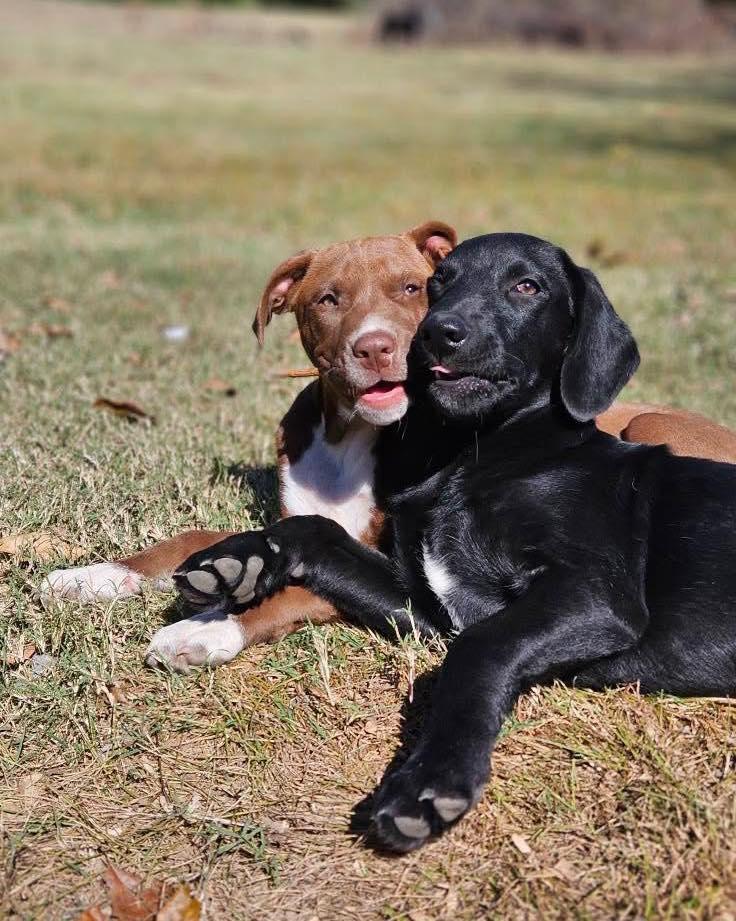 Enlarge Mr. Bean, a Adopted mixed breed in Broken Arrow, OK image 3/6