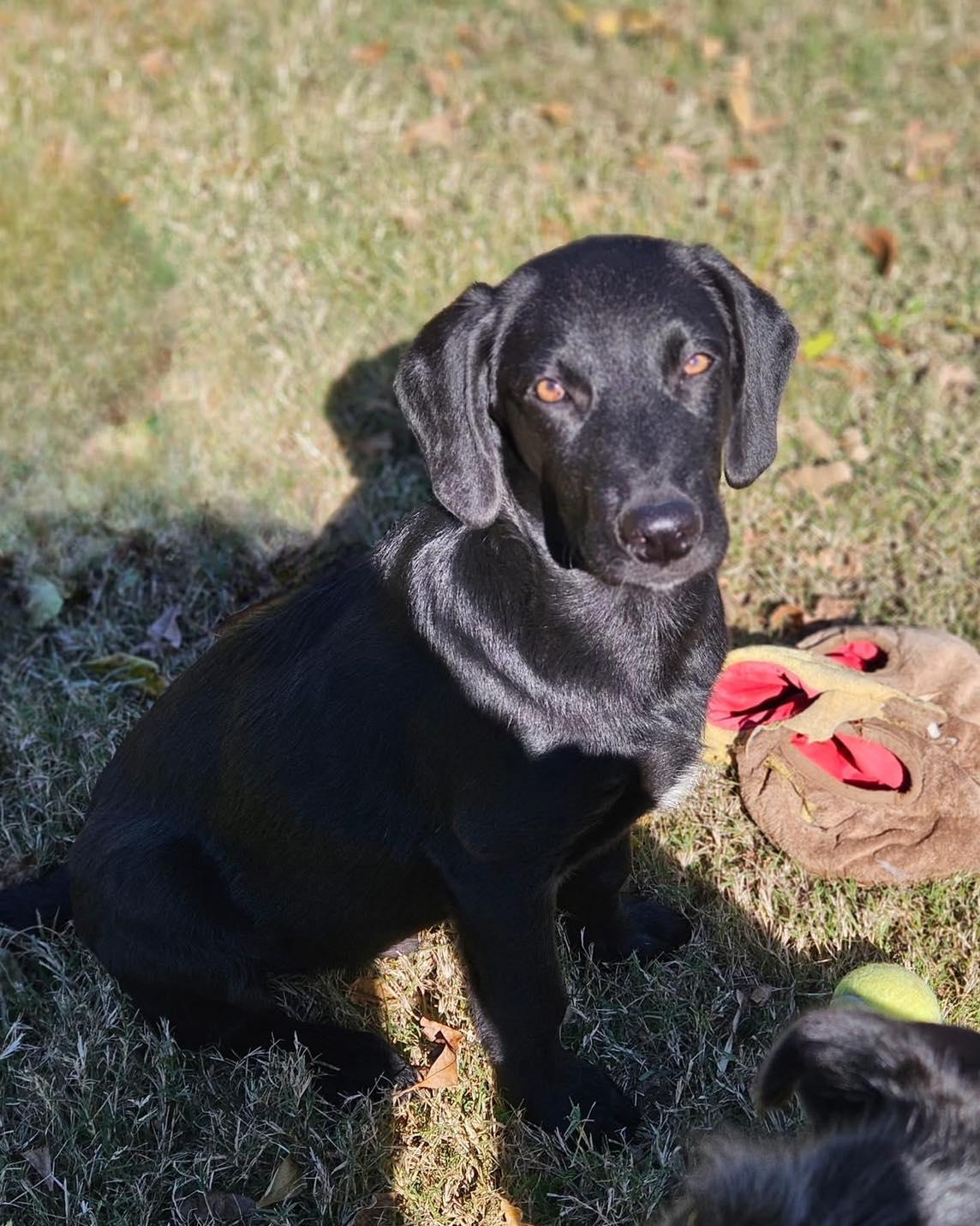 Enlarge Mr. Bean, a Adopted mixed breed in Broken Arrow, OK image 4/6