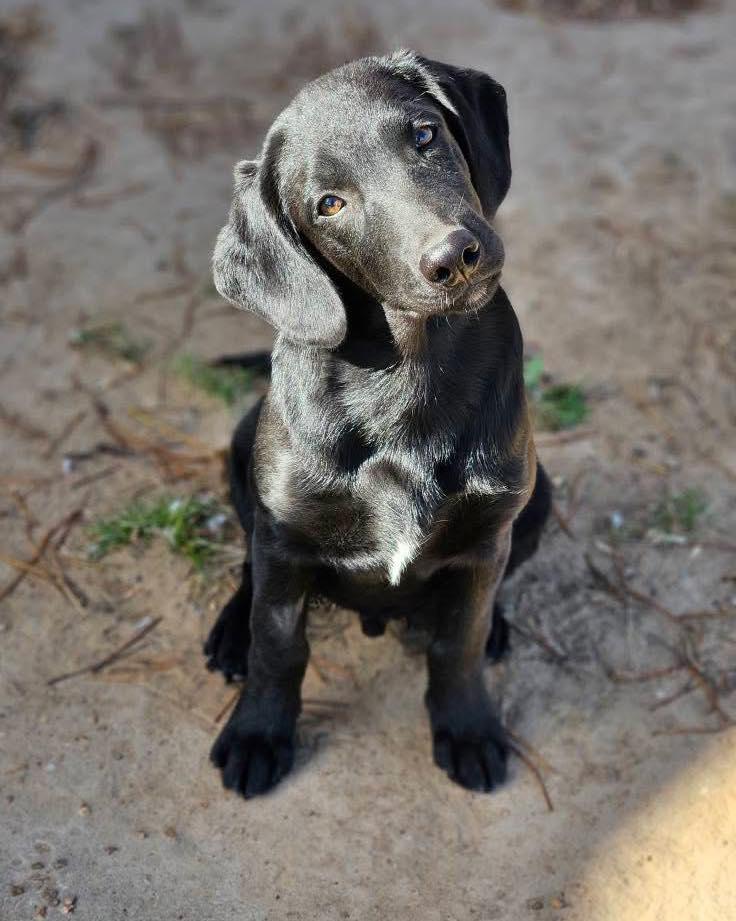 Enlarge Mr. Bean, a Adopted mixed breed in Broken Arrow, OK image 5/6