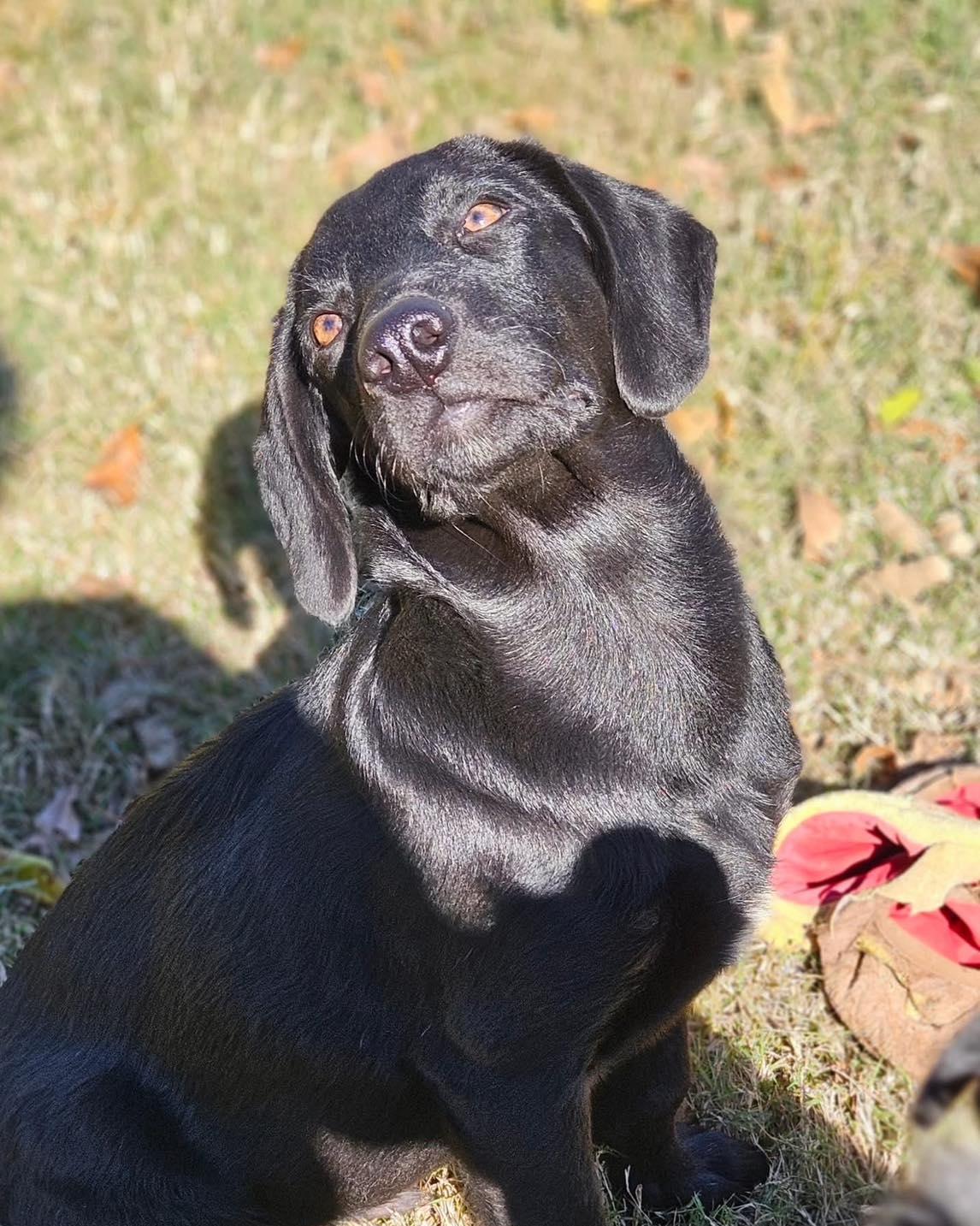 Enlarge Mr. Bean, a Adopted mixed breed in Broken Arrow, OK image 6/6